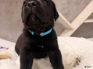 Cane Corso dogs Cane Corso Puppy 4 - Ad 1