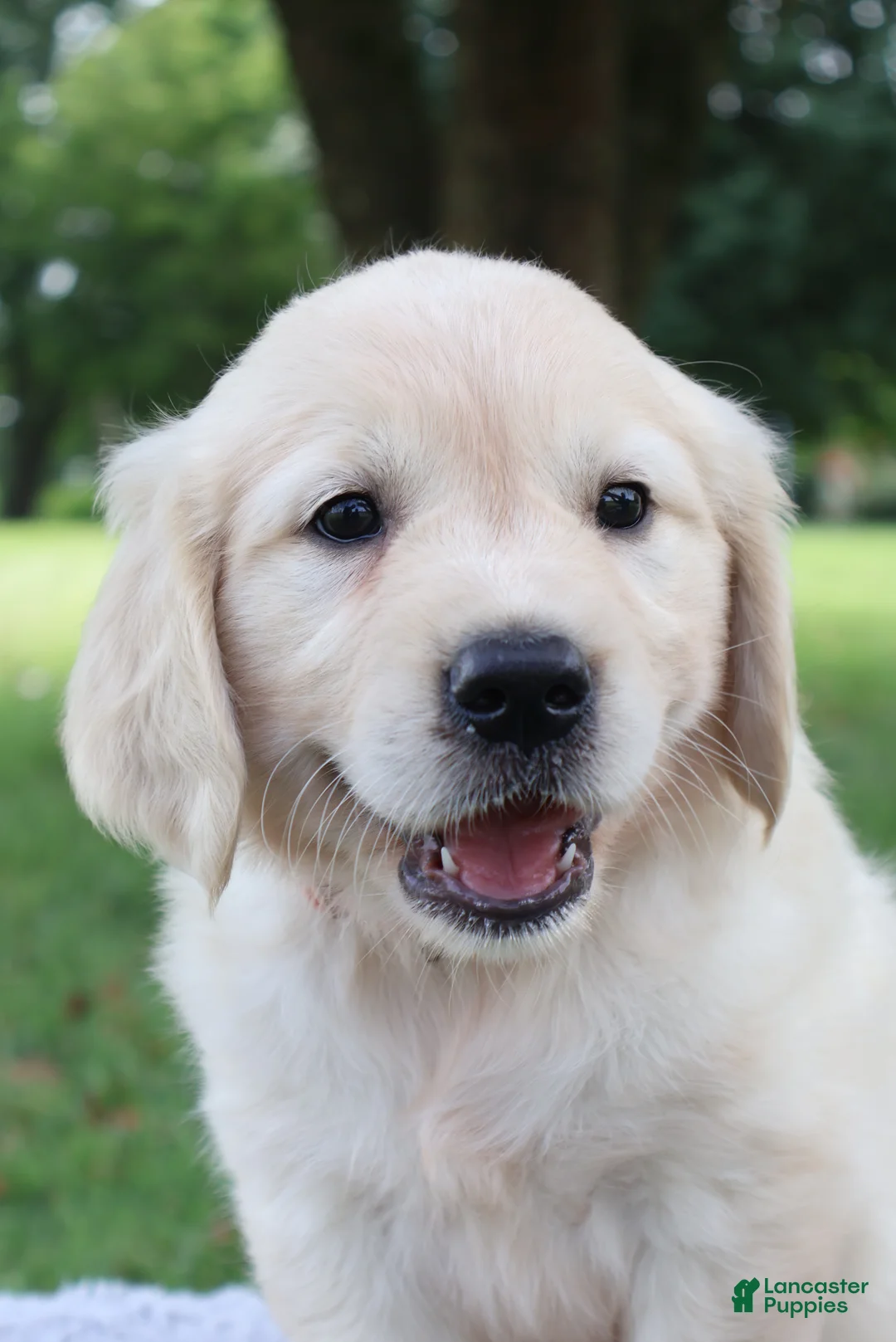 Golden Retriever dogs for sale: Golden Retriever 7 Ellie - Ad 2