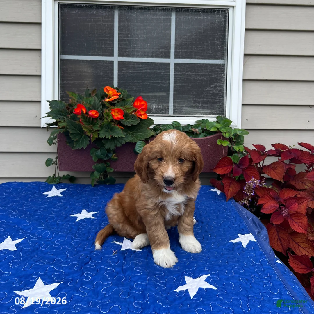 Mini Goldendoodle dogs for sale: Layla - Ad 1