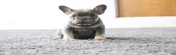 French Bulldog dogs for sale: Travis - Ad 1