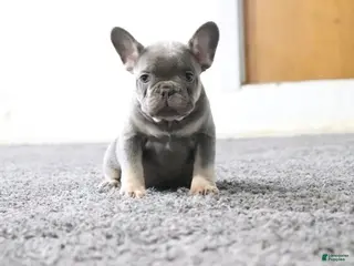 French Bulldog dogs Travis - Ad 25