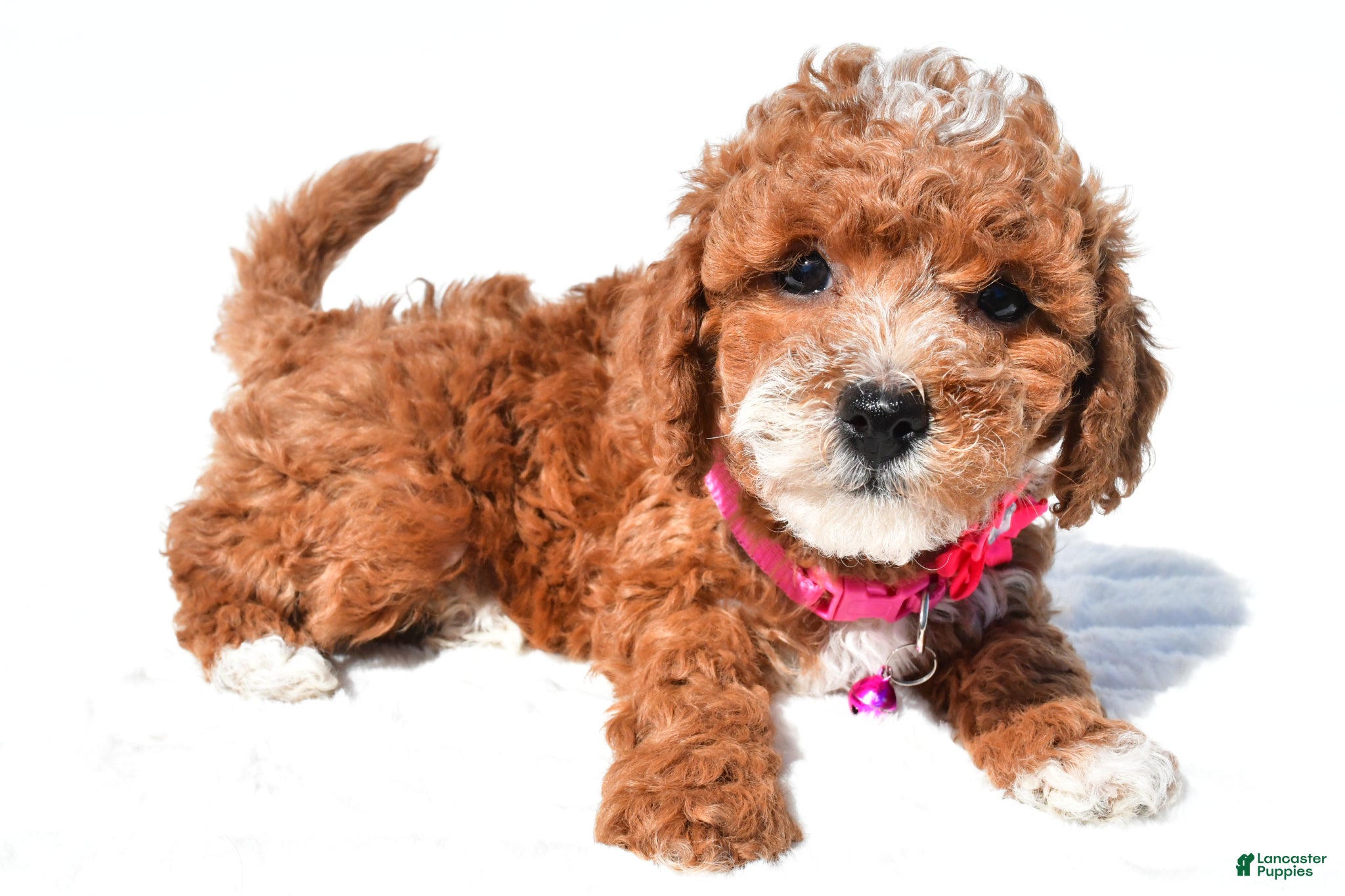 Miniature Poodle dogs for sale: Stacey - Ad 7