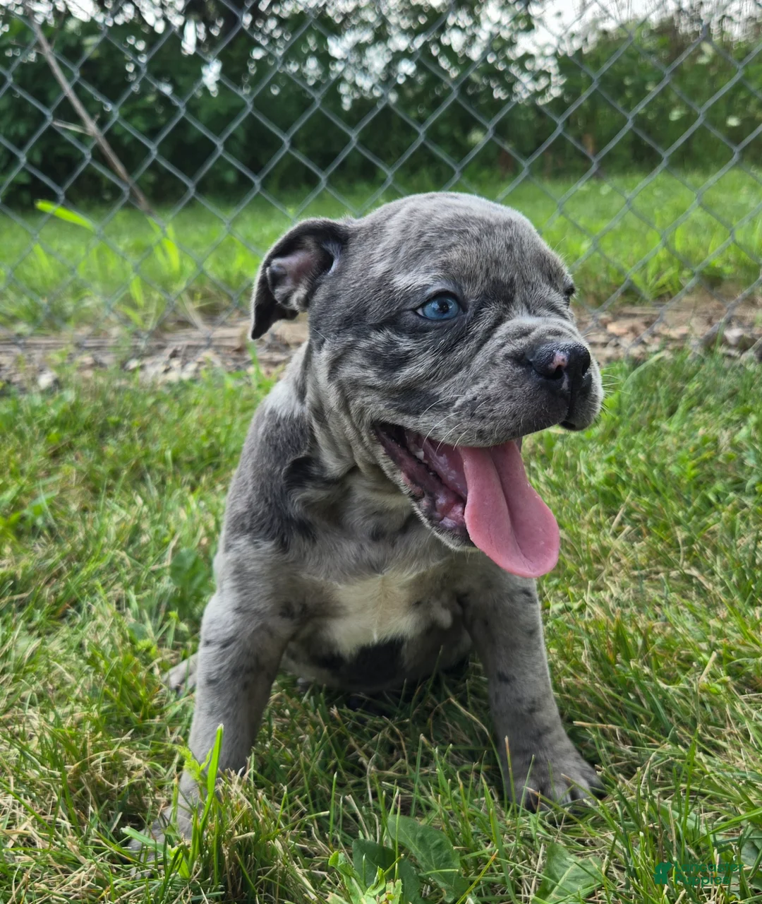 Olde English Bulldogge dogs for sale: Marshall - Ad 2