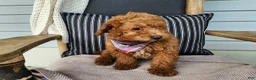 Mini Bernedoodle dogs for sale: Blake - Ad 11