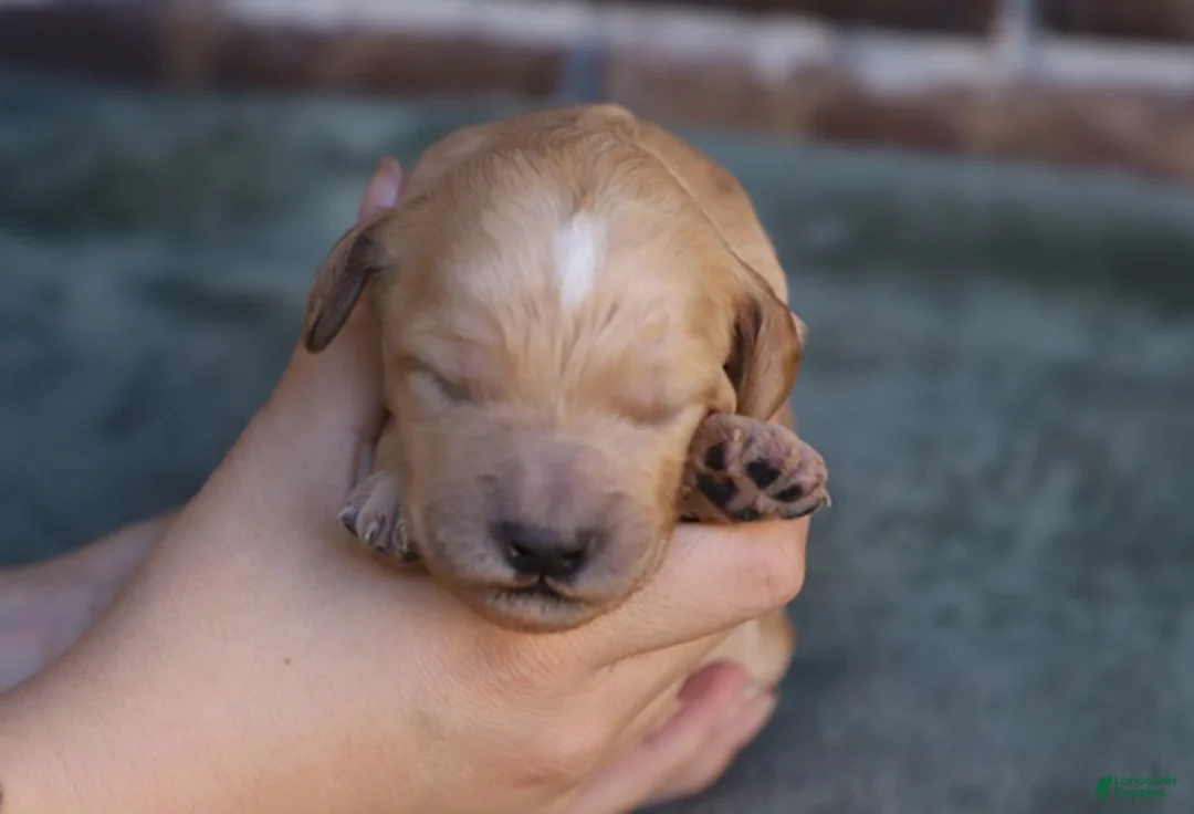 Goldendoodle dogs for sale: Mira - Ad 2