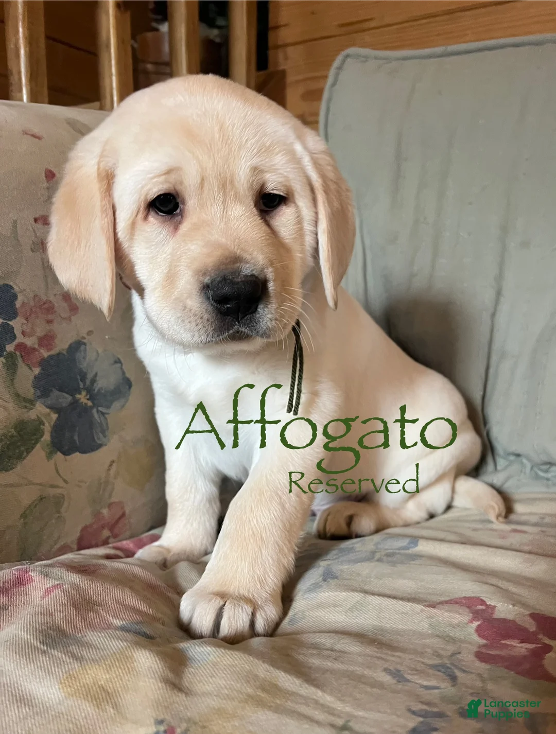 Labrador Retriever dogs for sale: Affogato  - Ad 1