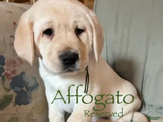 Labrador Retriever dogs Affogato - Ad 27