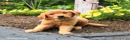 Golden Retriever dogs for sale: Rascal - Ad 3