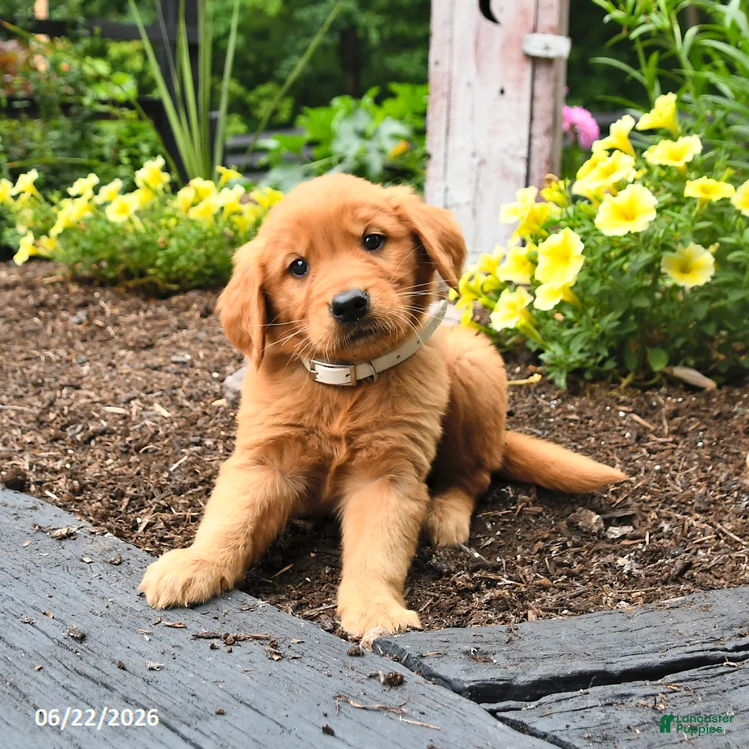 Golden Retriever dogs for sale: Rascal - Ad 3