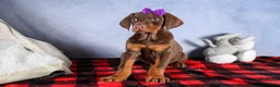 Doberman Pinscher dogs for sale: FANNIE - Ad 7