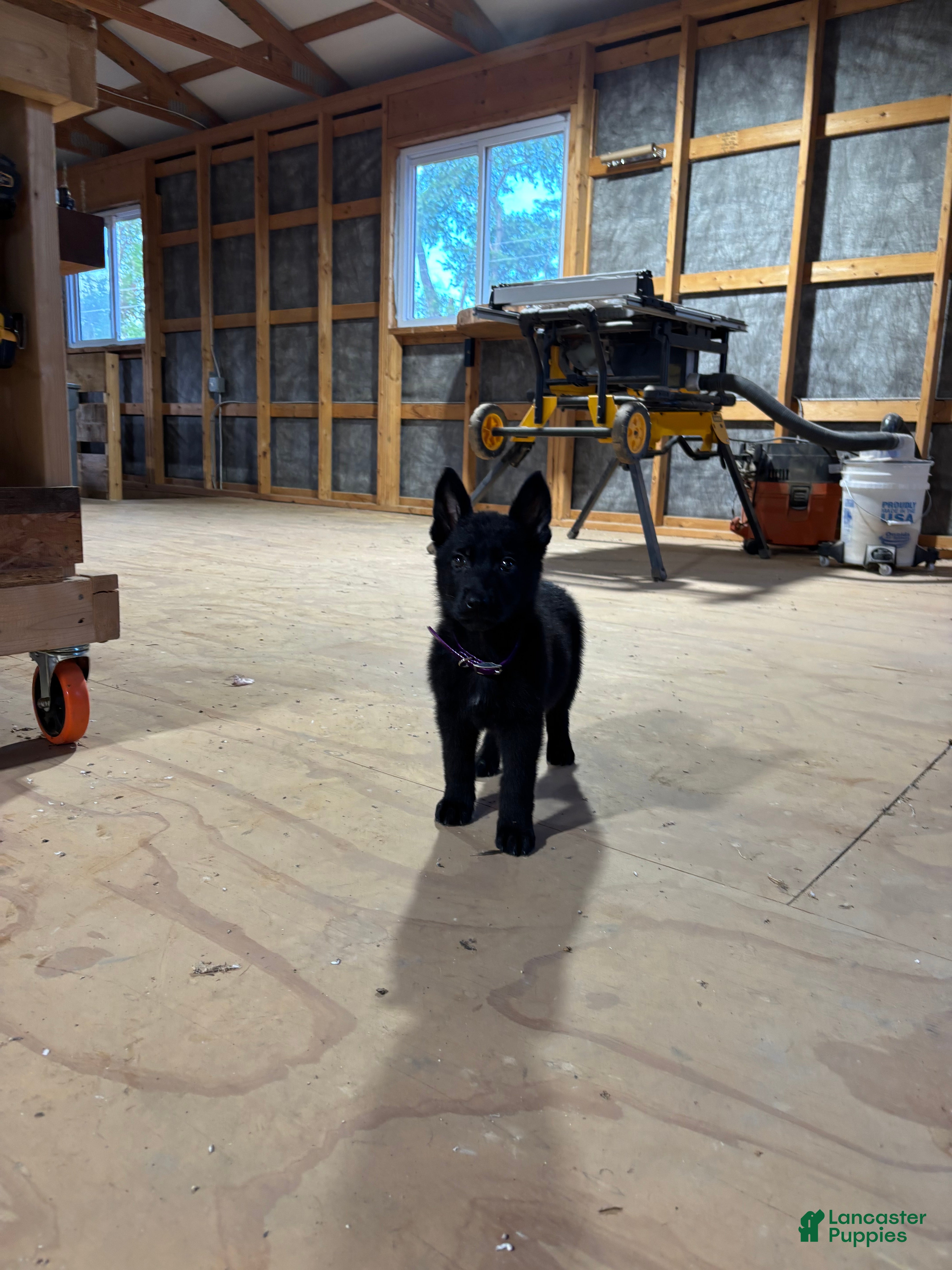 German Shepherd dogs Melody - Ad 1