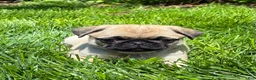 Pug dogs for sale: Mai - Ad 8