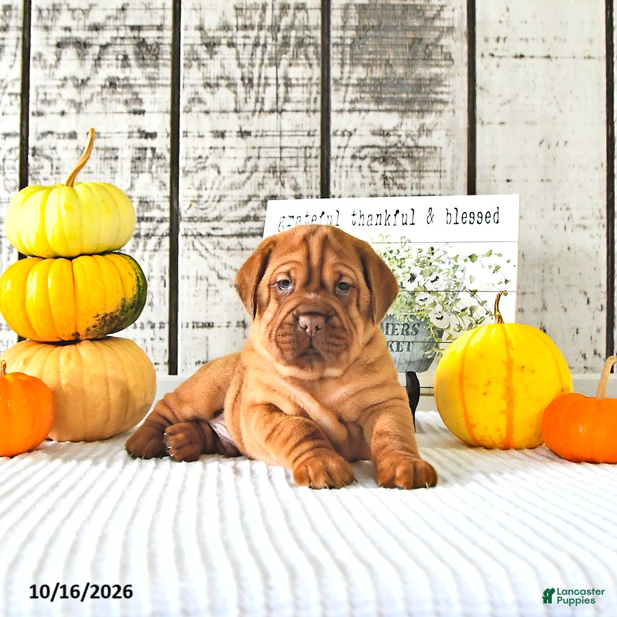Mini Hippo dogs for sale: Clove  - Ad 1