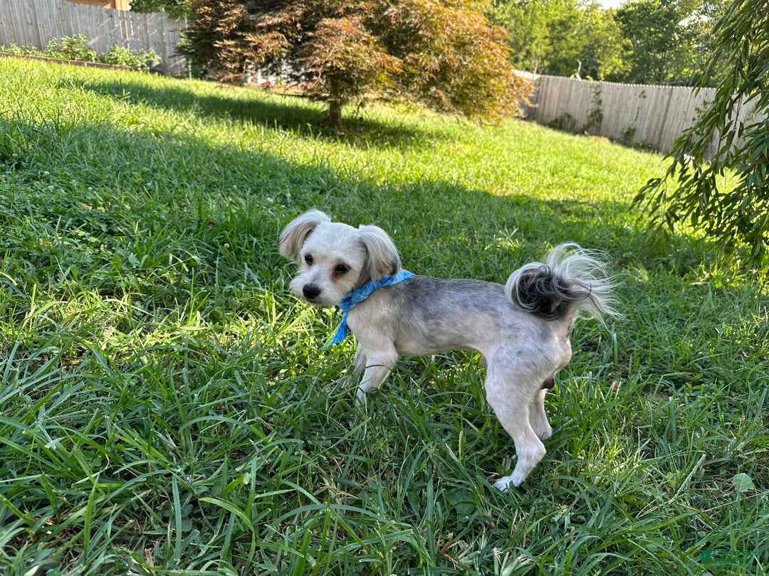 Yorkiepoo dogs for sale: Gilbert - Ad 2