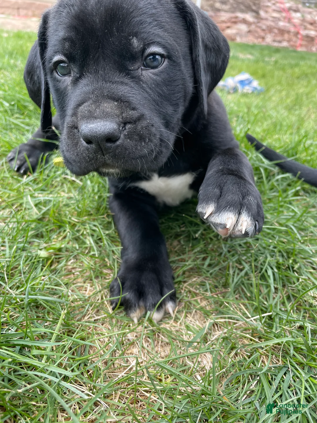 Cane Corso dogs for sale: Cane Corso Puppy 1 - Ad 1