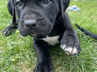 Cane Corso dogs for sale: Cane Corso Puppy 1 - Ad 3
