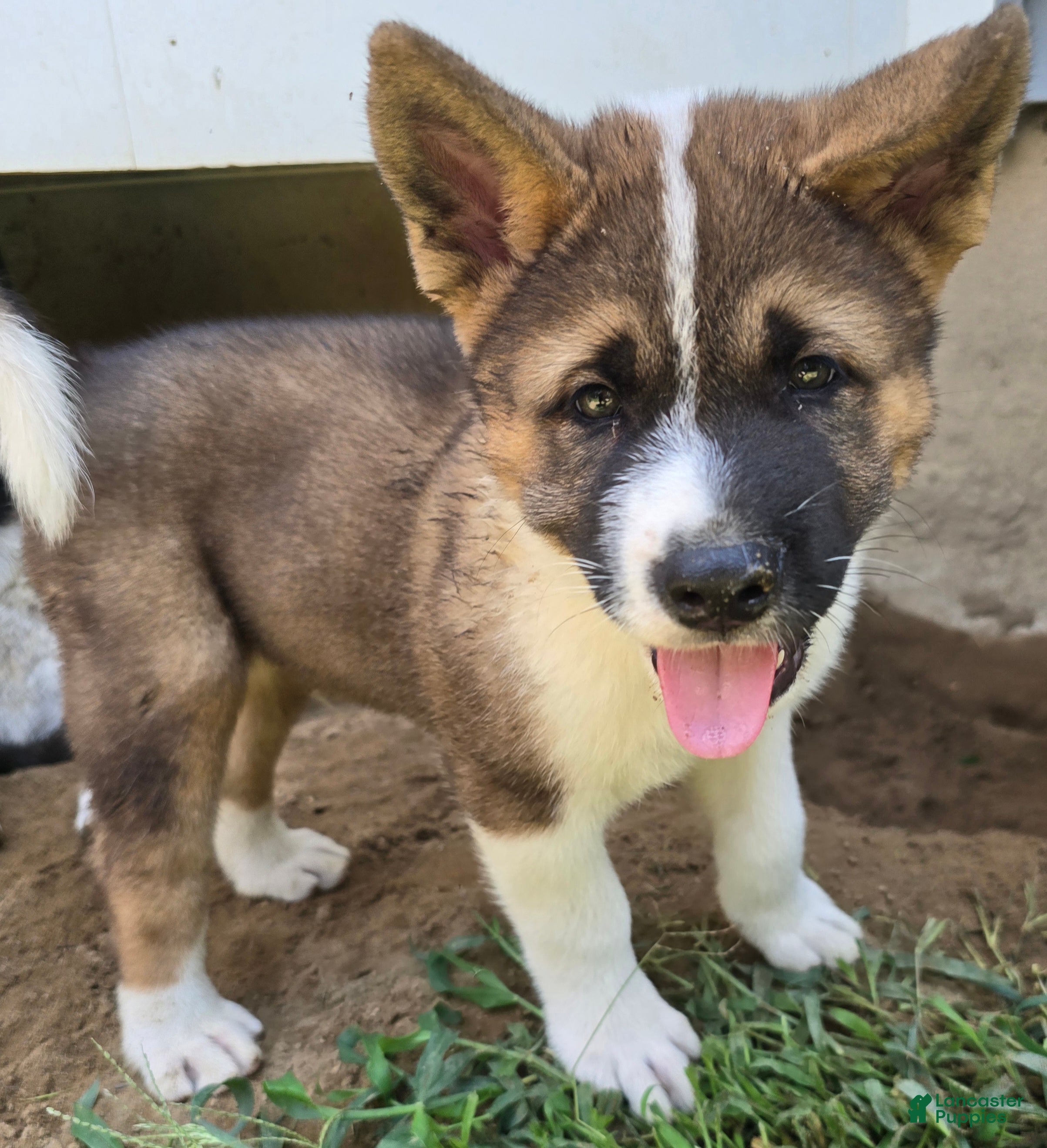 Akita dogs Leo  - Ad 1