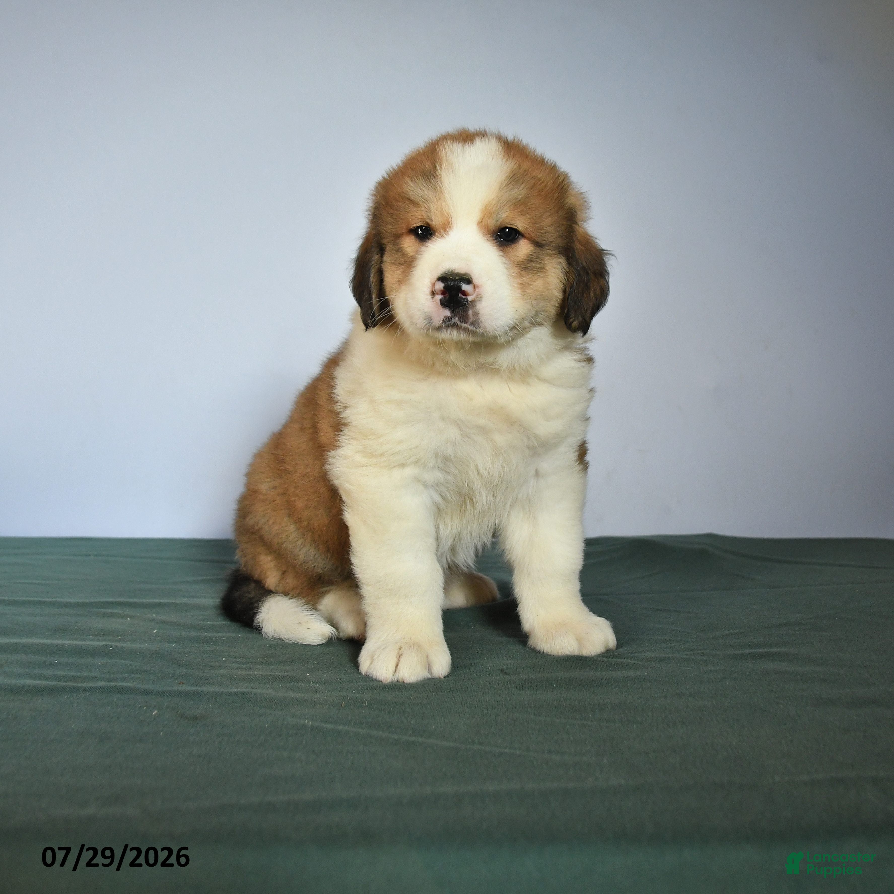 Mixed Breed dogs Chad - Ad 1