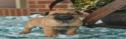 Jug dogs for sale: Snowflake  - Ad 2