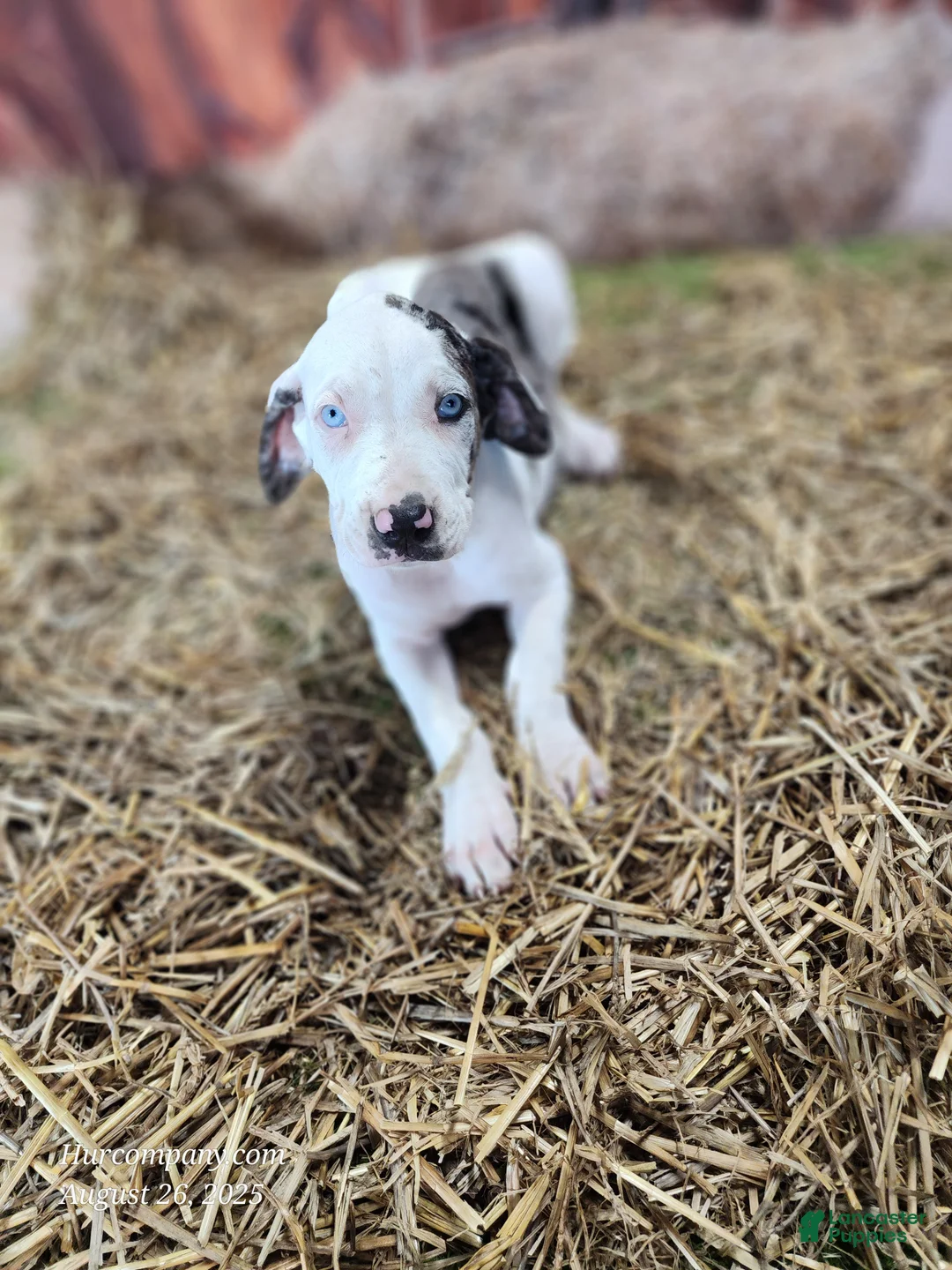 Catahoula Leopard Dog dogs for sale: Angel 2025 Female 1 - Ad 9