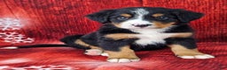 Bernese Mountain Dog dogs for sale: Sequoia - Ad 1