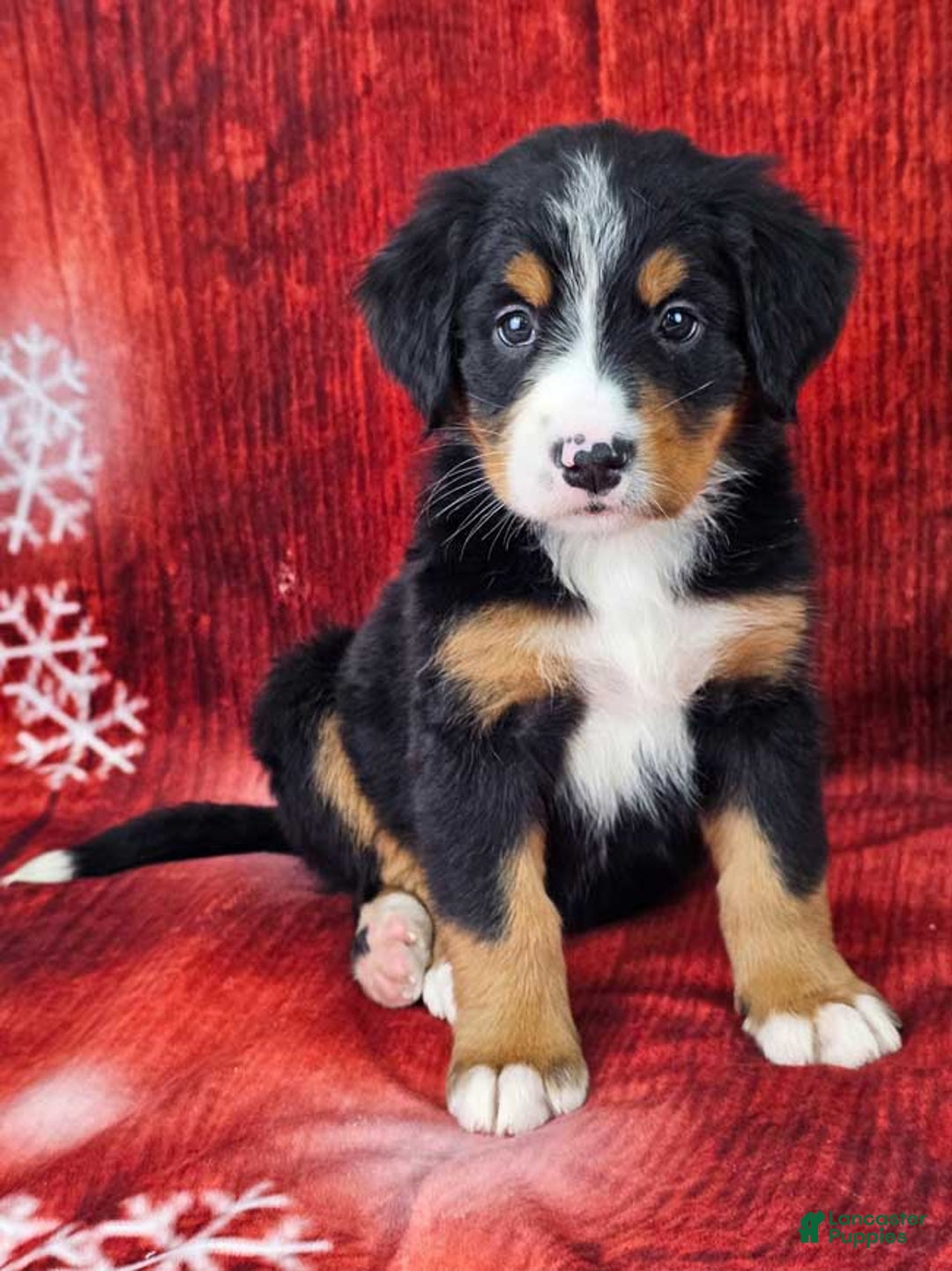 Bernese Mountain Dog dogs for sale: Sequoia - Ad 1