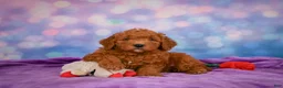 Mini Goldendoodle dogs for sale: ROSCOE - Ad 3