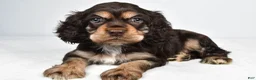 Cocker Spaniel dogs for sale: Champ - Ad 8