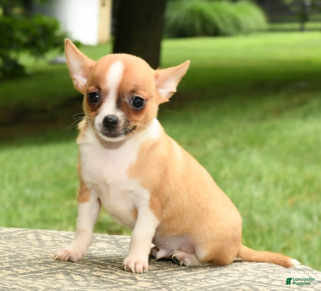 Mom with Chihuahua Puppies for sale Lancaster Puppies