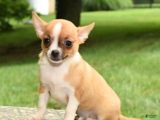 Chihuahua dogs - Ad 14