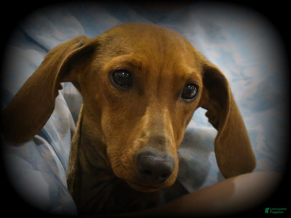 Dachshund dogs Taza - Ad 8