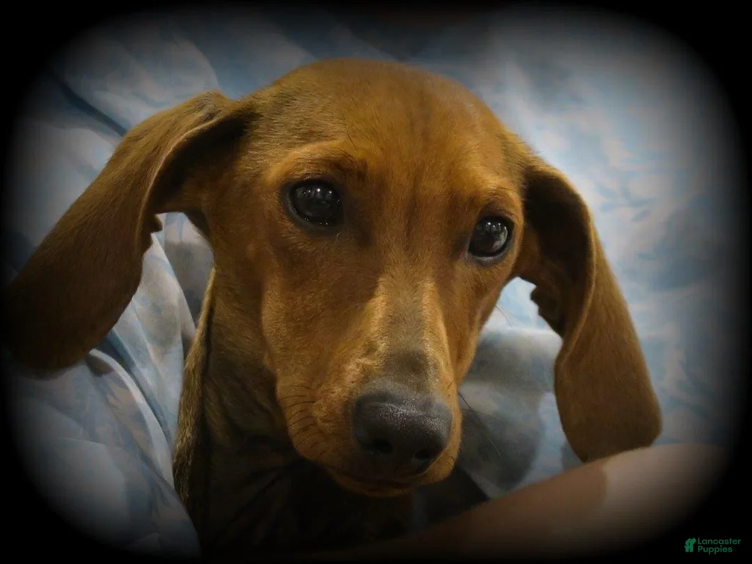 Dachshund dogs for sale: Taza - Ad 1