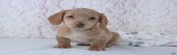 Miniature Dachshund dogs for sale: Berry - Ad 4