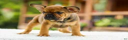 French Bulldog dogs for sale: Otto – Fawn Brindle - Ad 5