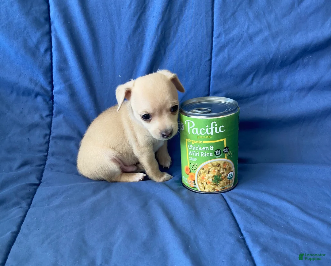 Chihuahua dogs for sale: Remy - Ad 1