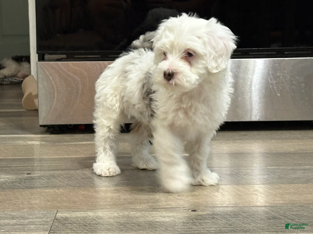 Bernedoodle dogs for sale: Chipper - Ad 1