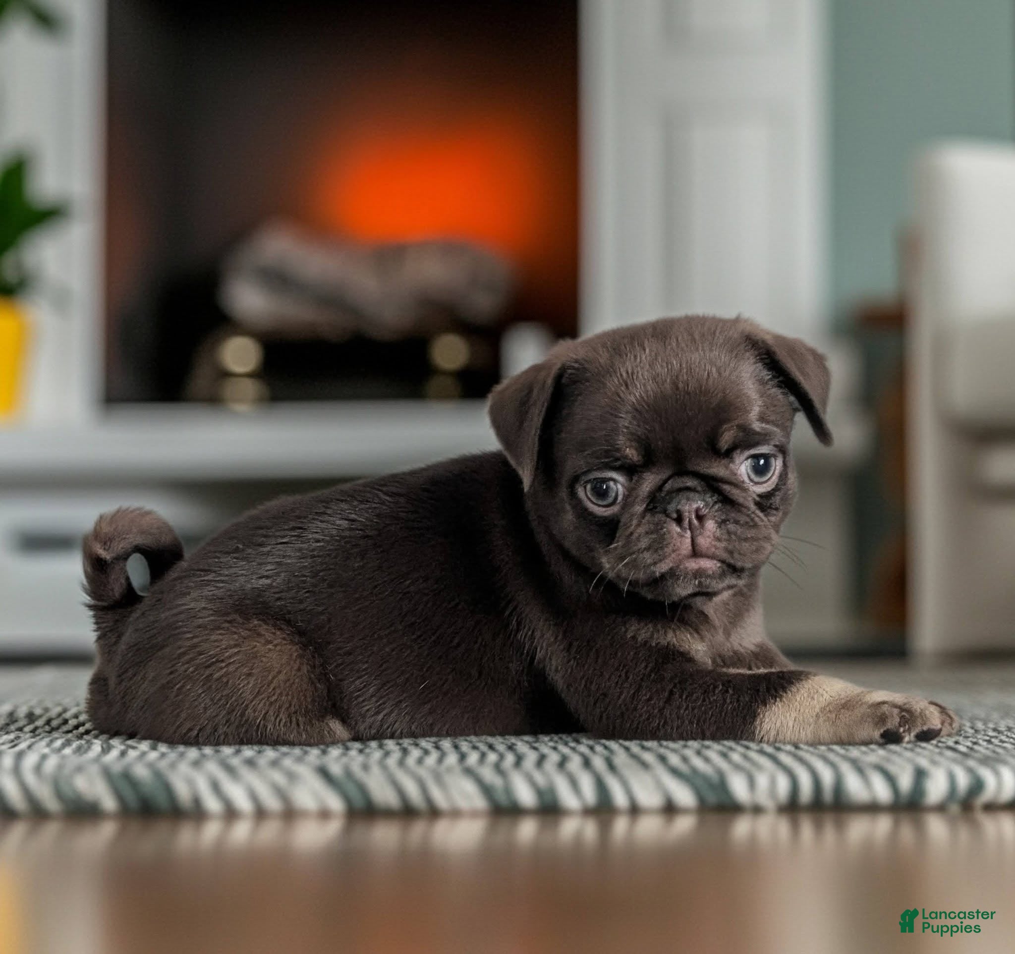 Pug dogs for sale: Chai - Ad 2