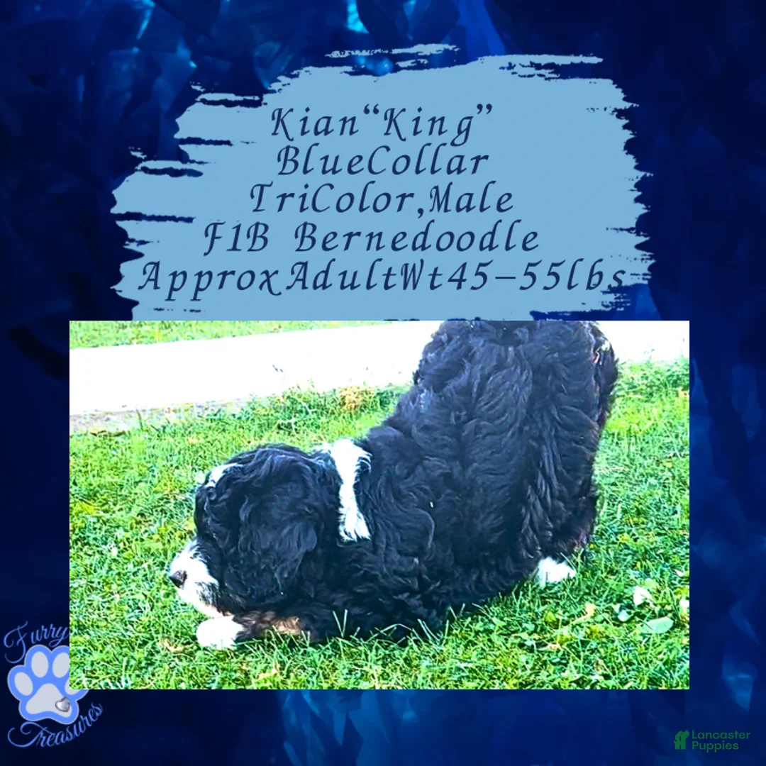 Mini Bernedoodle dogs for sale: Kian “Blue Collar” Male - Ad 21