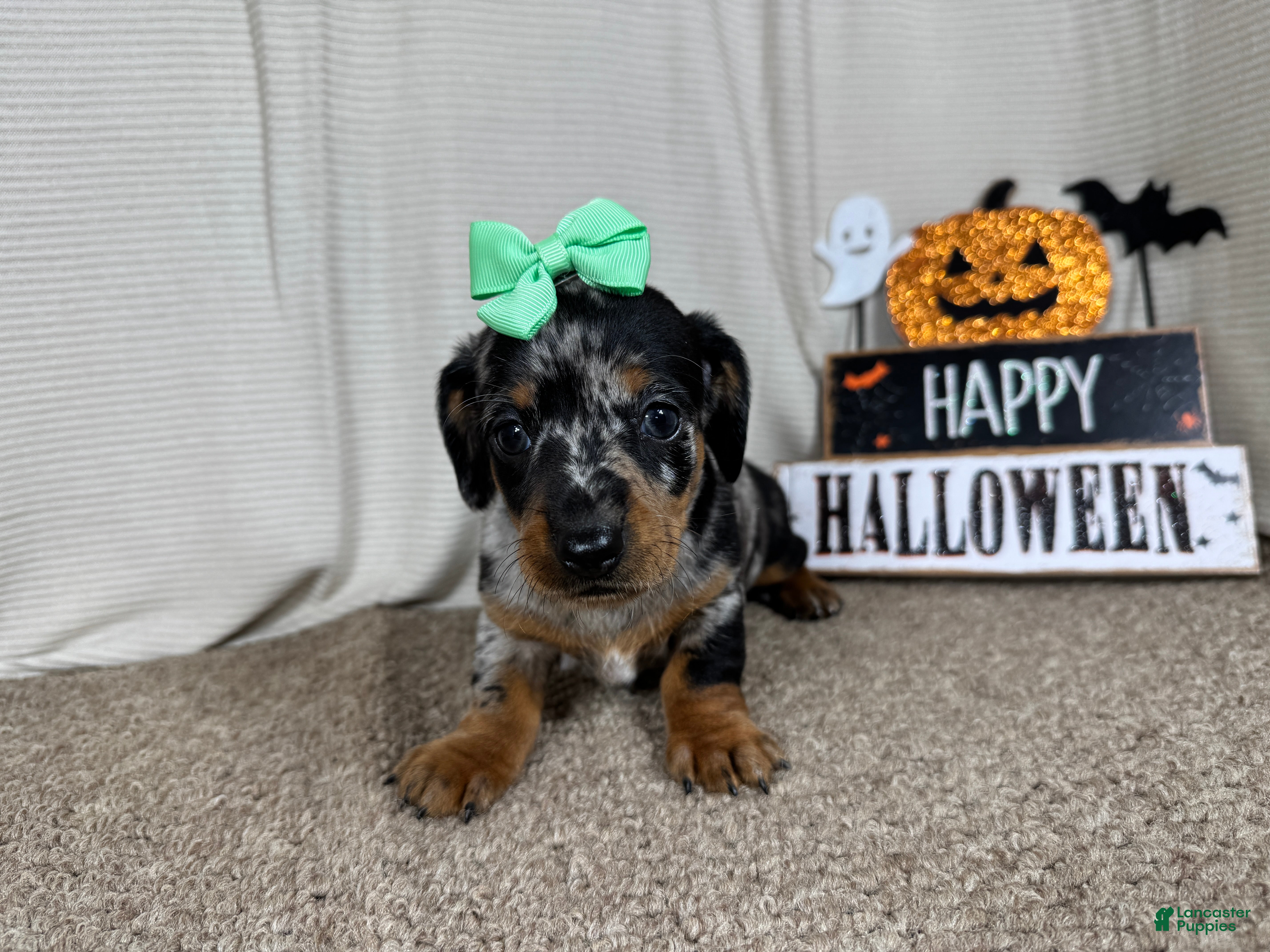 Miniature Dachshund dogs Miniature Dachshund 5 - Ad 23