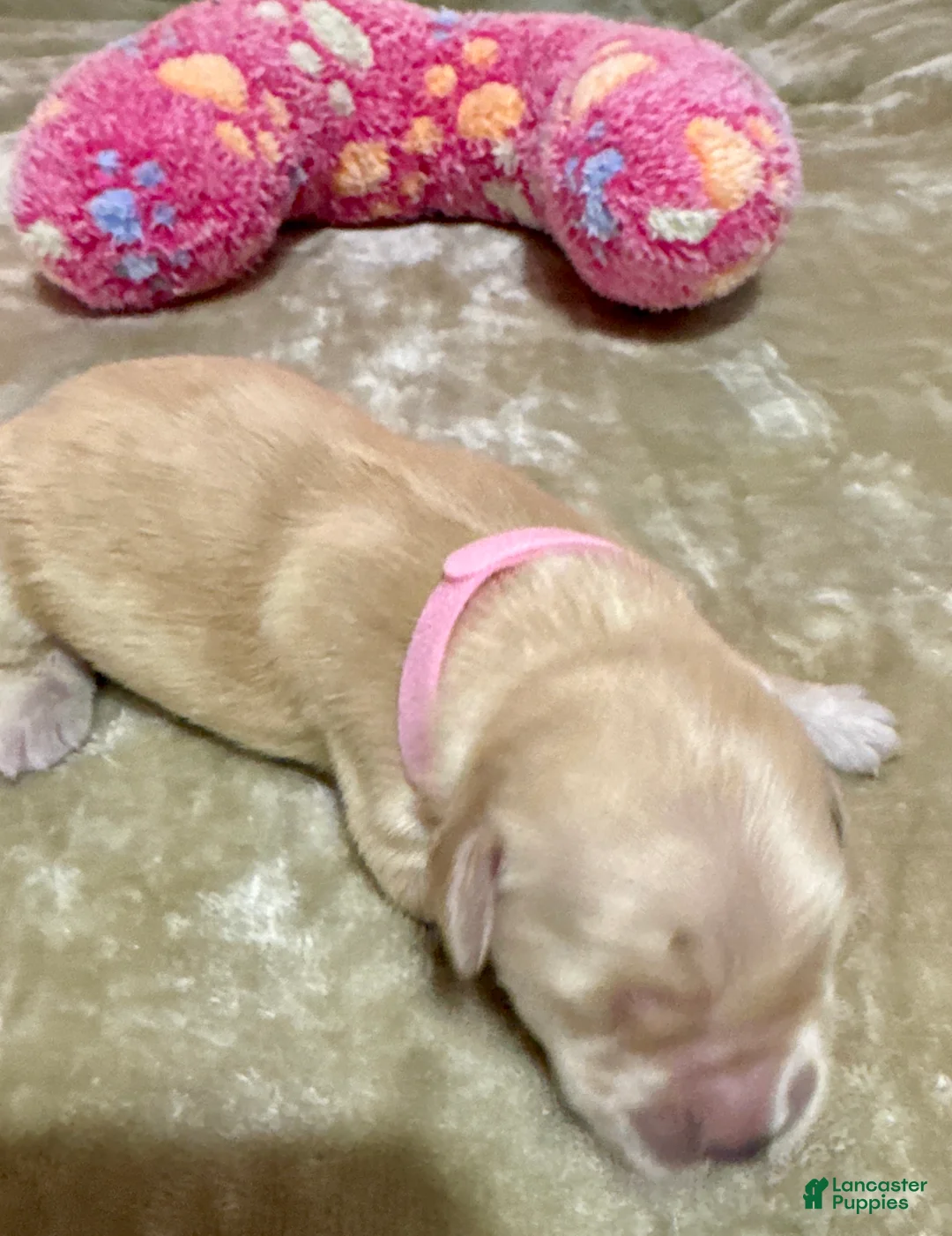 Golden Retriever dogs for sale: Golden Retriever Puppy 9 - Ad 1