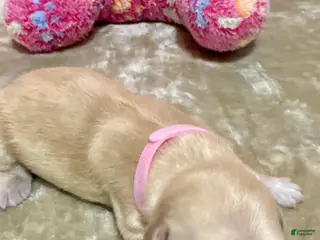 Golden Retriever dogs Golden Retriever Puppy 9 - Ad 4