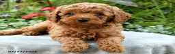 Toy Poodle dogs for sale: Tinsley - Ad 5