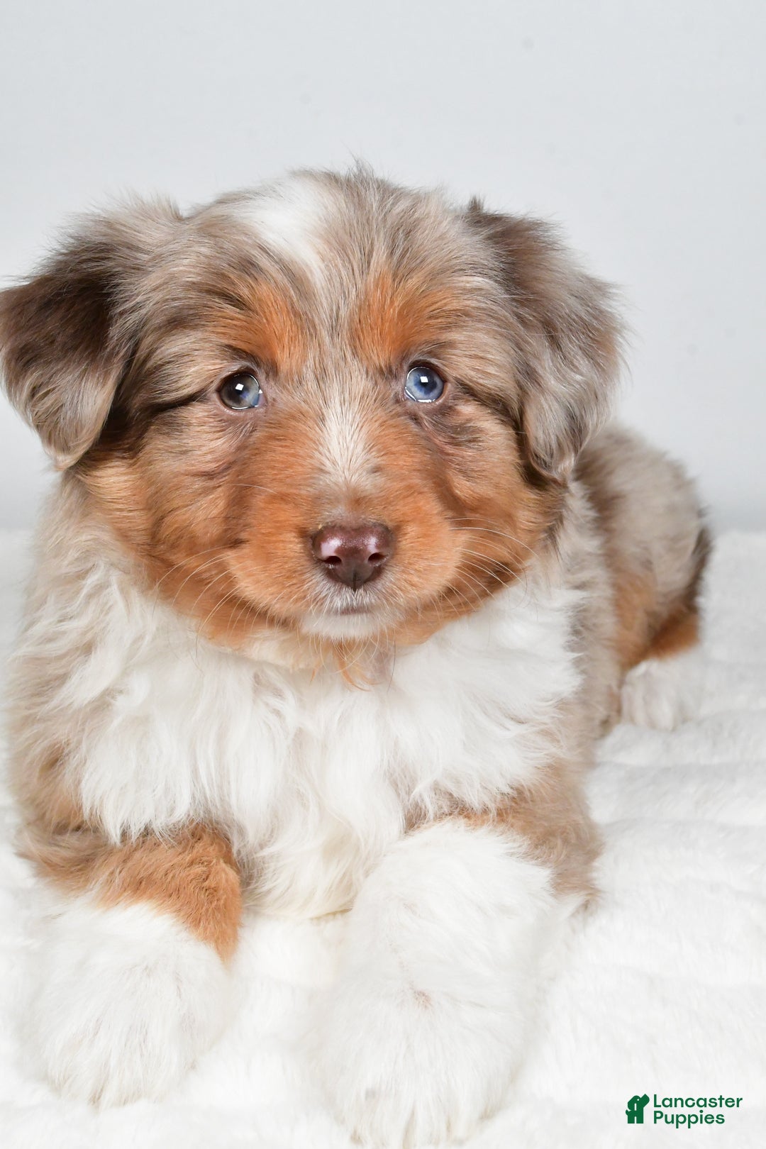 Miniature Australian Shepherd dogs for sale: Rita - Ad 7
