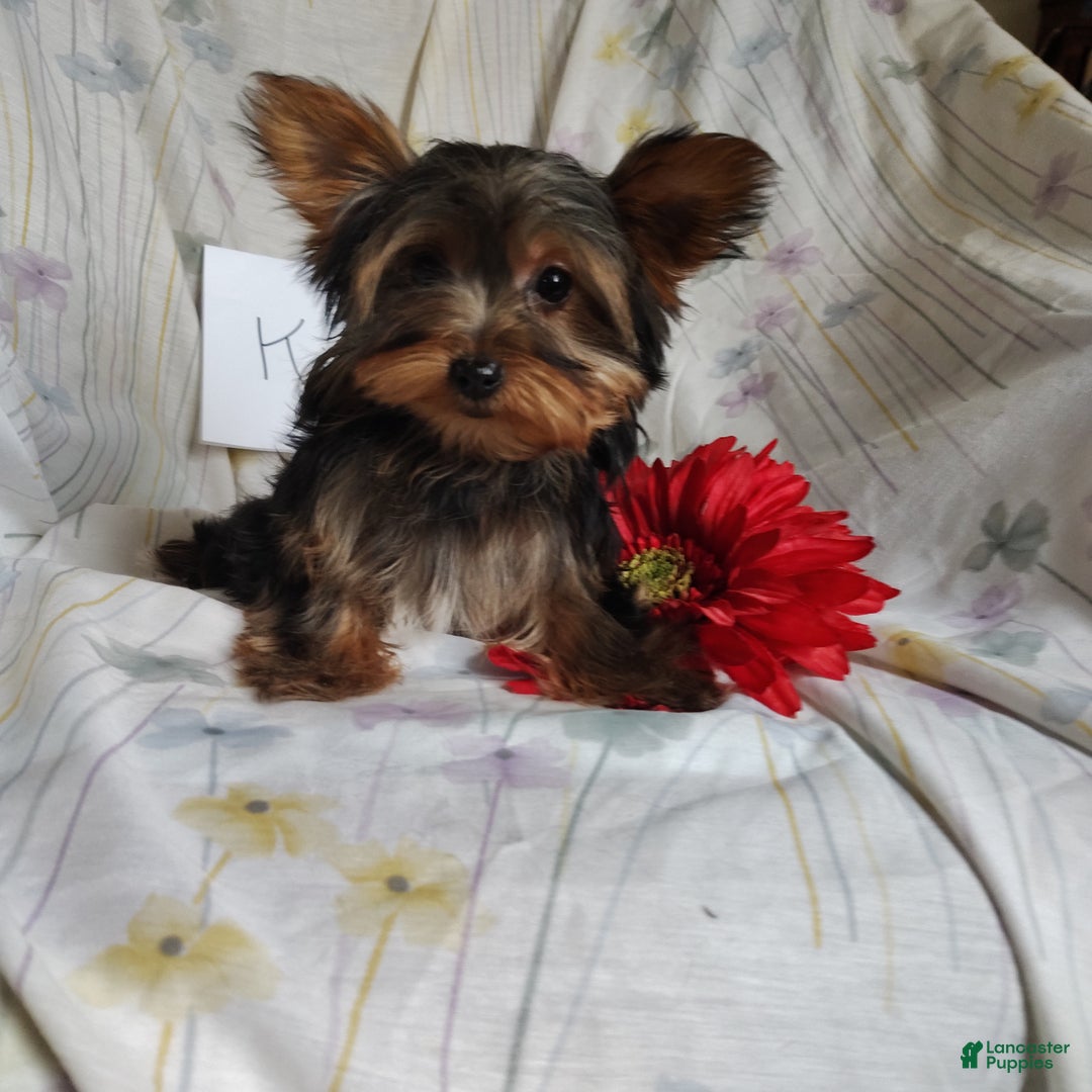Yorkshire Terrier dogs for sale: Kisses - Ad 2