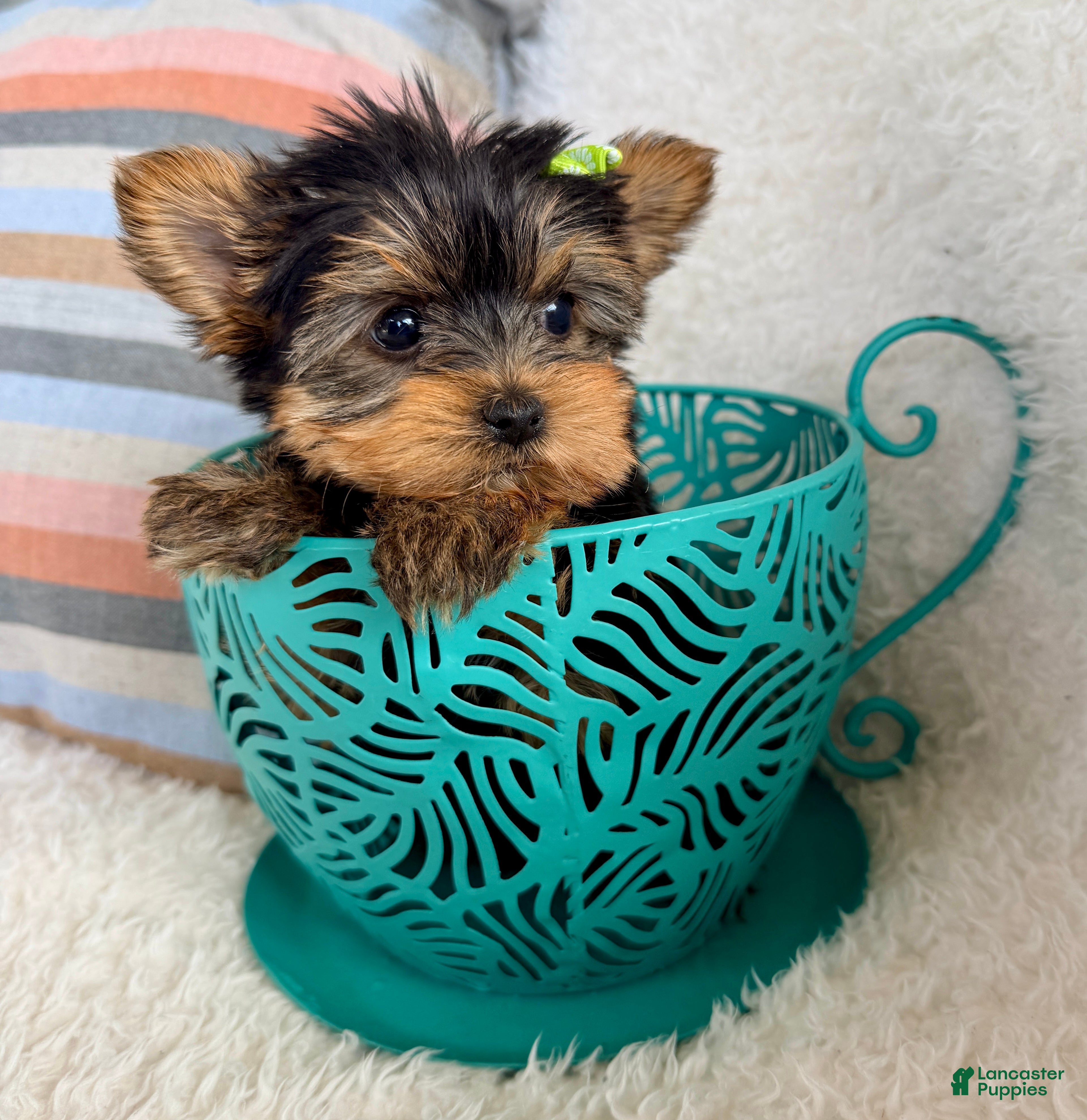 Yorkshire Terrier dogs Ivy - Ad 1