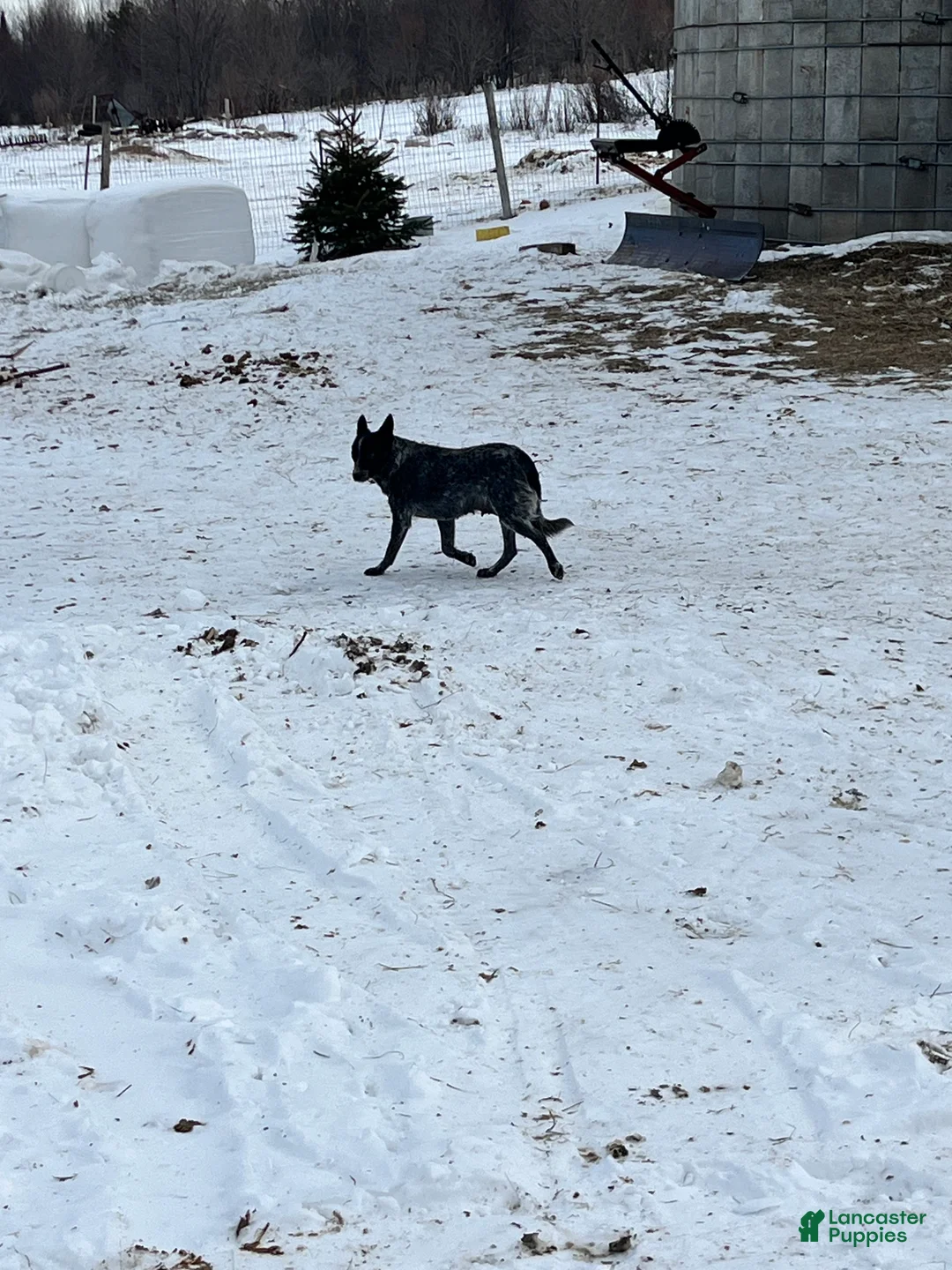 Australian Cattle Dog dogs for sale: Ebony  - Ad 7