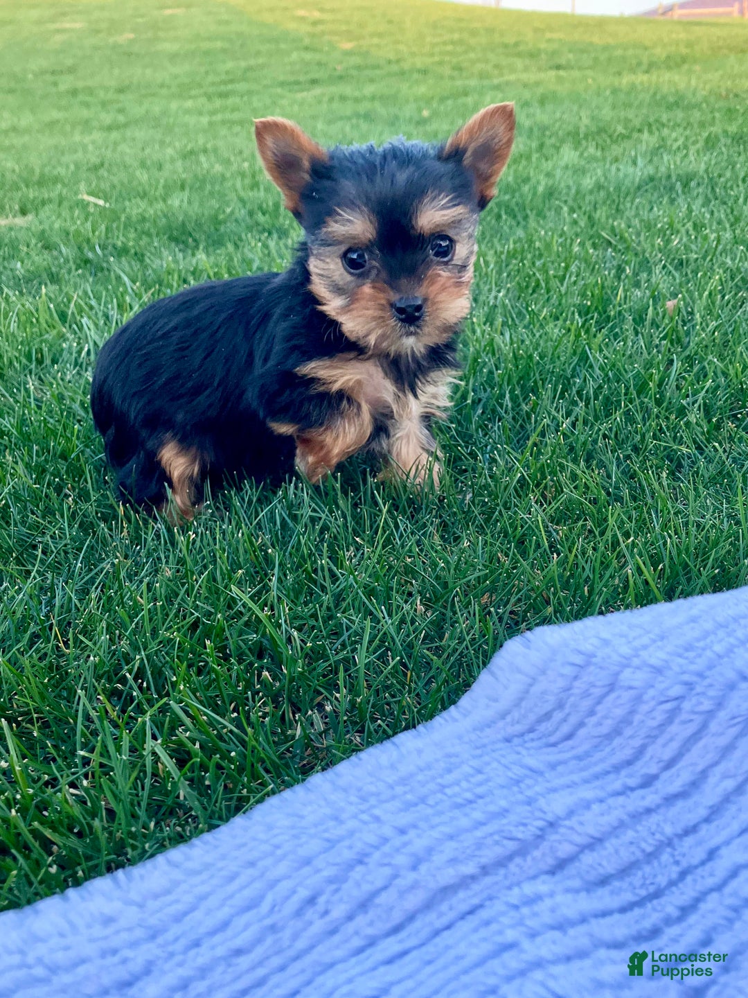 Yorkshire Terrier dogs for sale: Jingle - Ad 8
