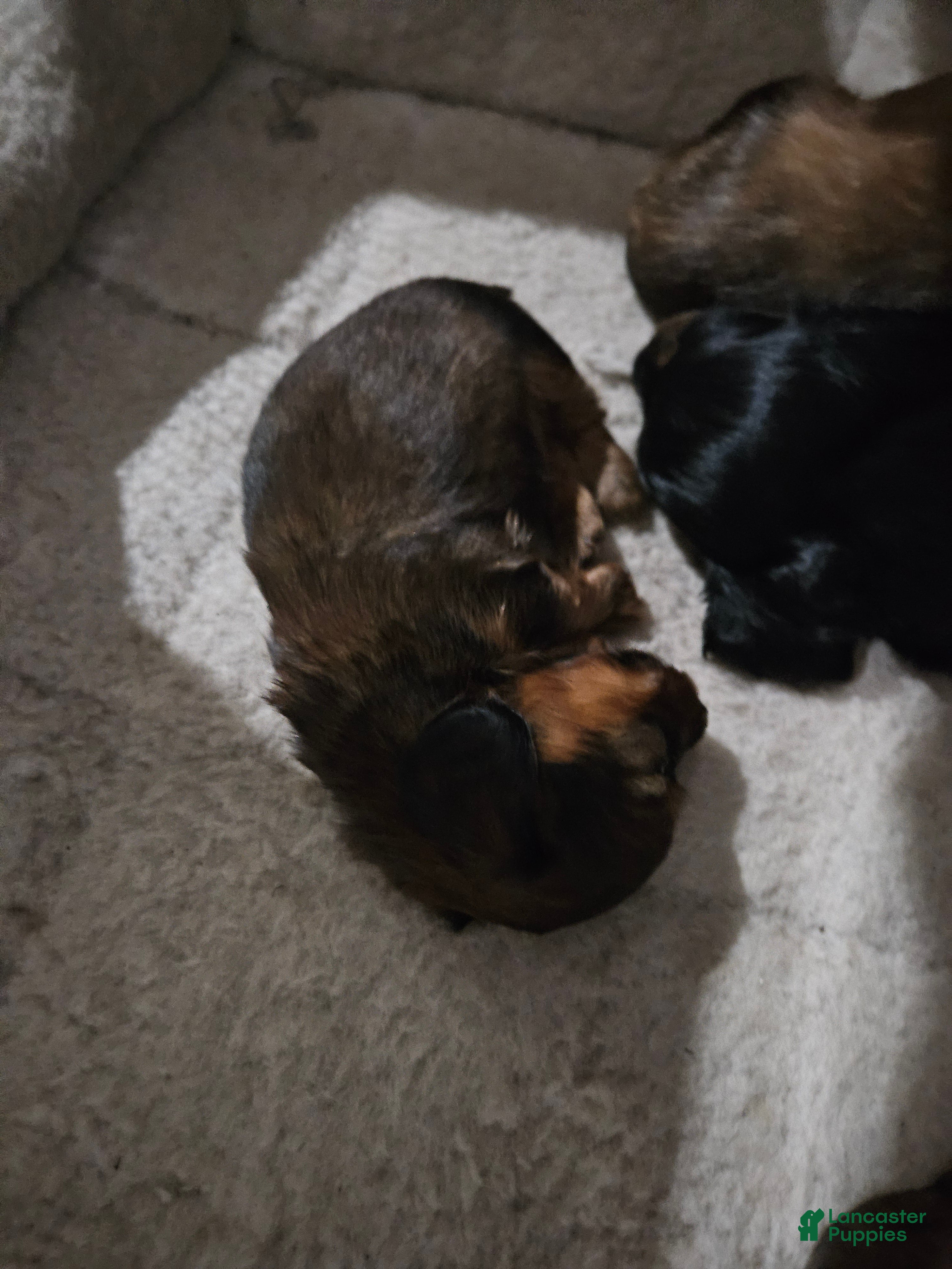 Miniature Dachshund dogs Miniature Dachshund 3 - Ad 2