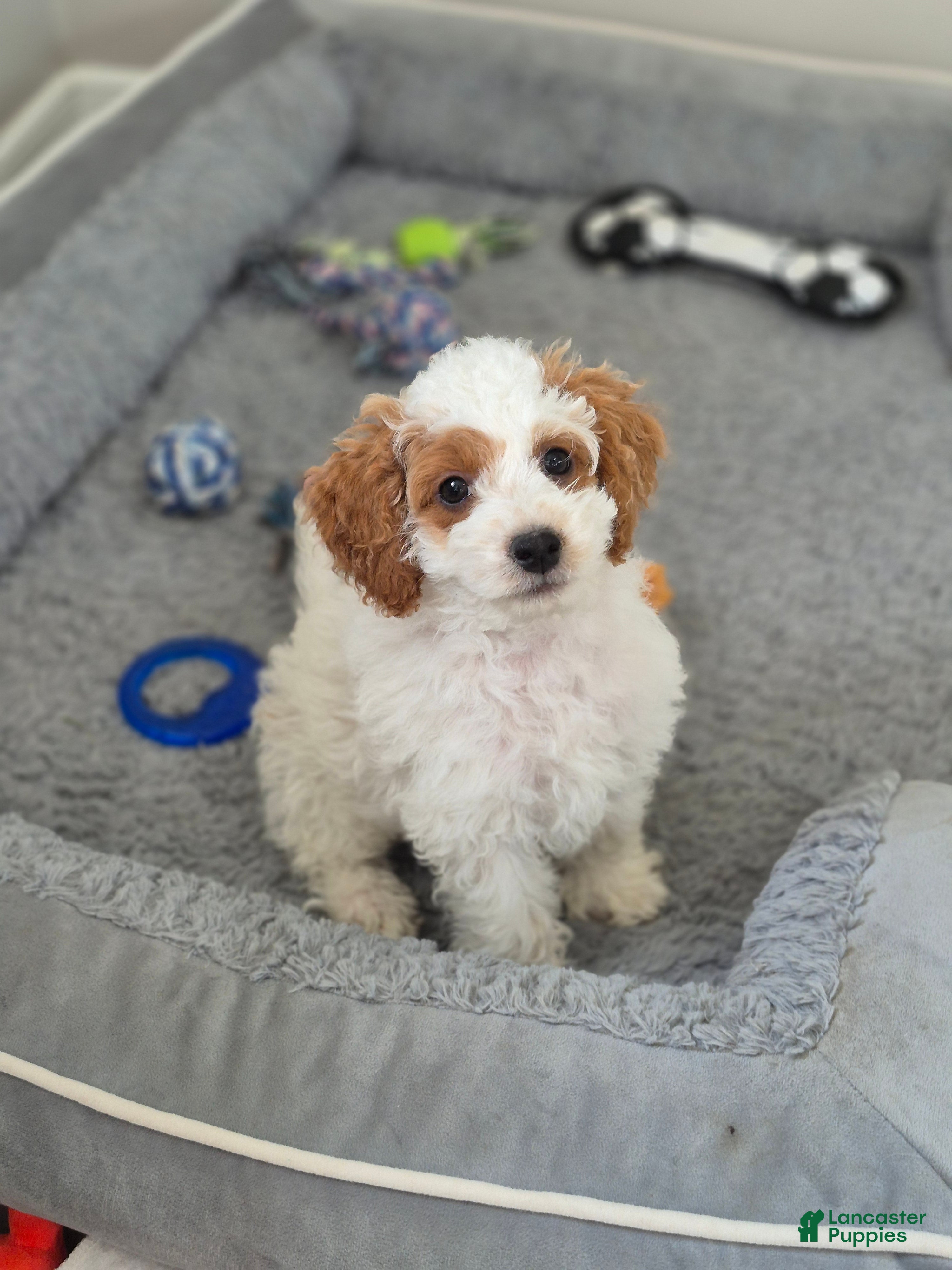 Cockapoo dogs Rowan - Ad 2