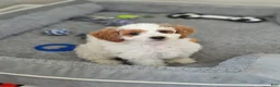 Cockapoo dogs for sale: Rowan - Ad 2